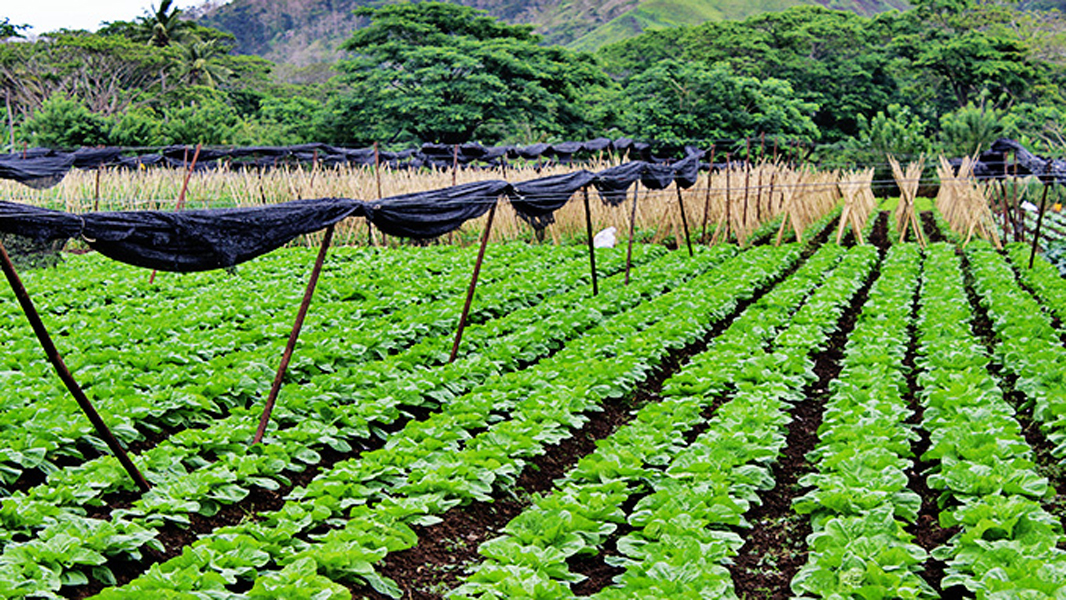 Sigatoka ‘SALAD BOWL’ Valley Tour Coral Coast Bulatime Holidays